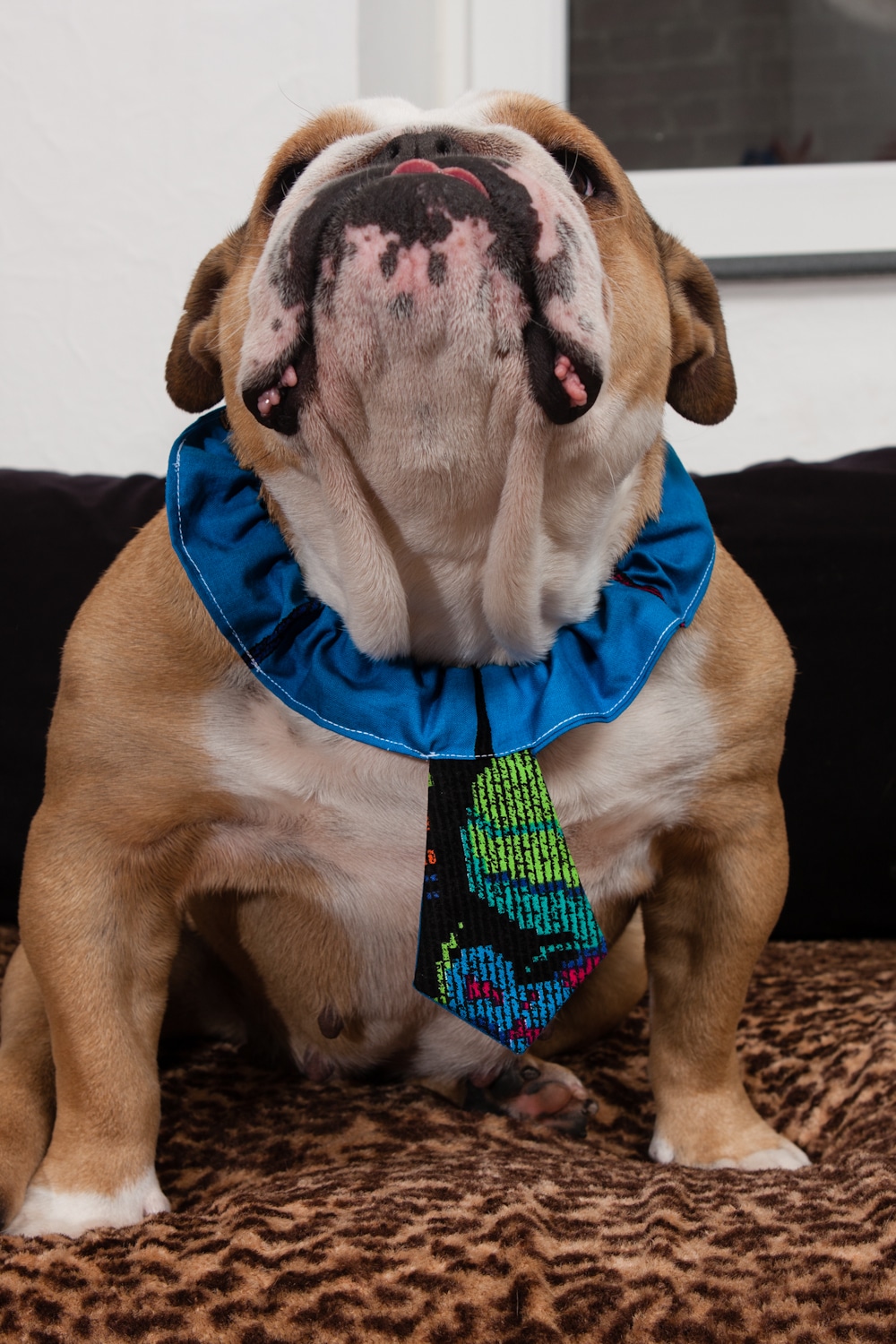 Cravate pour chien bleu motif de couleurs 