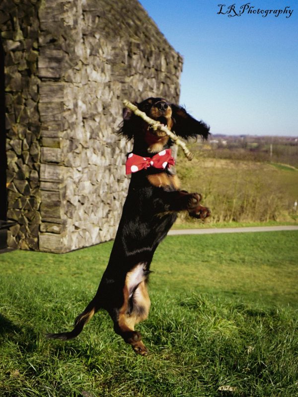 Noeud pap pour chien rouge à pois