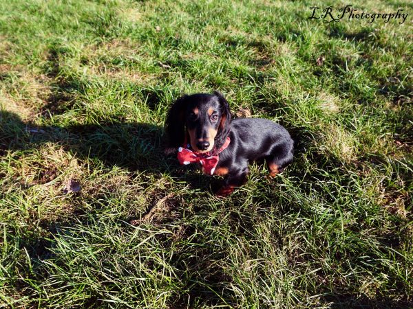 Noeud pap pour chien rouge à pois - Image 2